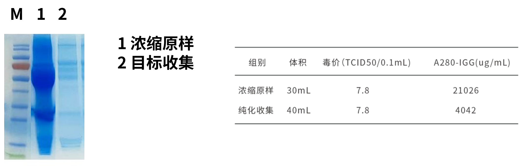 MixQ 病毒純化專用介質